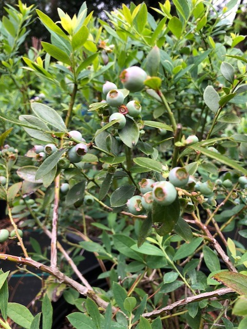 Sunshine Blueberry Plants